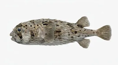 Long-spine porcupinefish