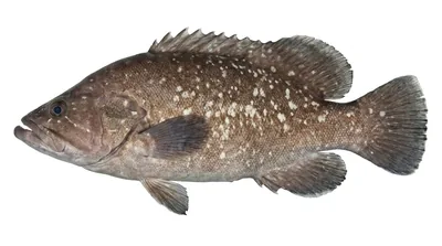 Greater soapfish — Rypticus saponaceus