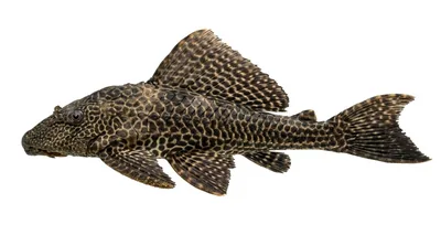 Pterygoplichthys gibbiceps