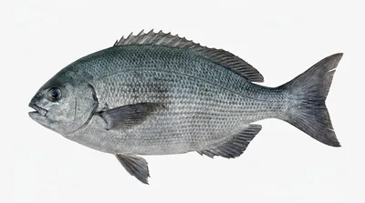 Bermuda chub
