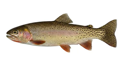 Yellowstone cutthroat trout