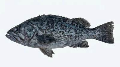 Blue rockfish