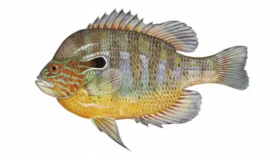 Longear sunfish