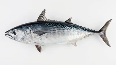 Frigate tuna