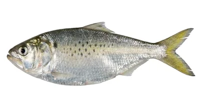 Gulf menhaden — Brevoortia patronus