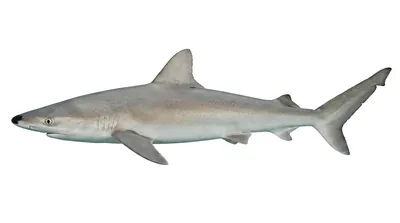 Blacknose shark