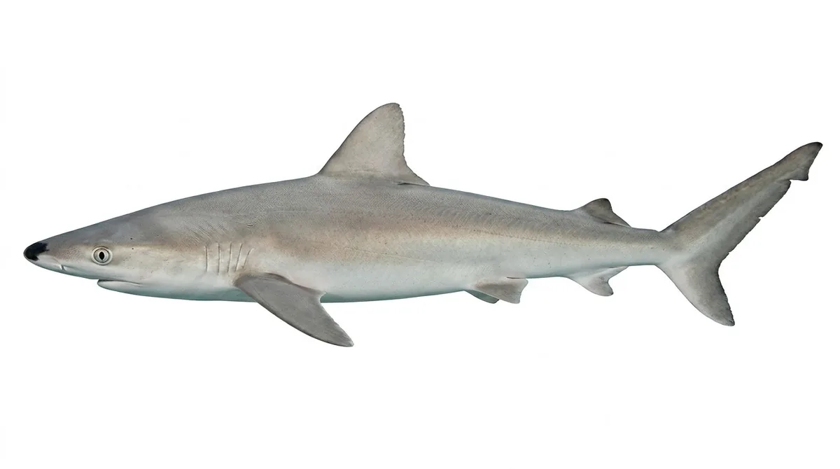 Blacknose shark — Carcharhinus acronotus