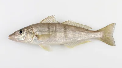 Yellowfin whiting