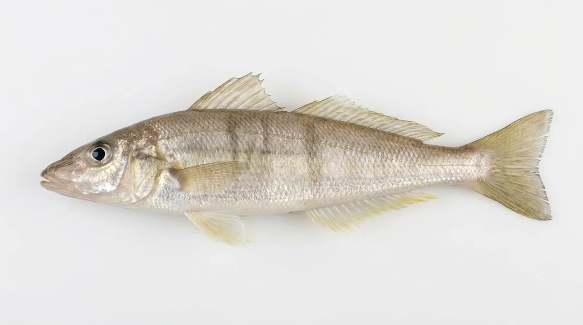 Yellowfin whiting — Sillago schomburgkii