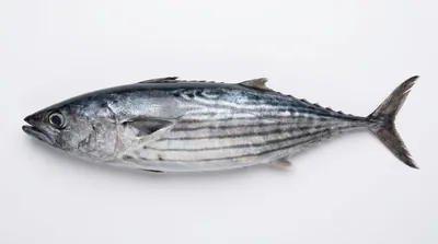 Australian bonito