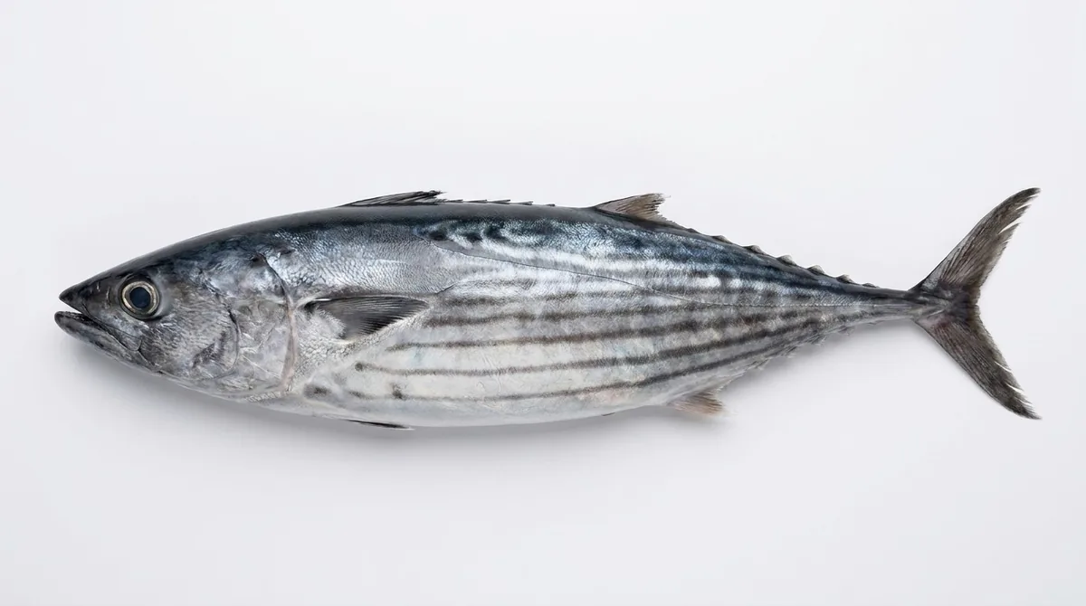 Australian bonito — Sarda australis