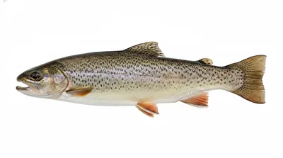 Coastal cutthroat trout