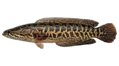 Northern snakehead