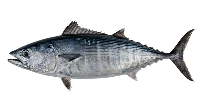 Striped bonito