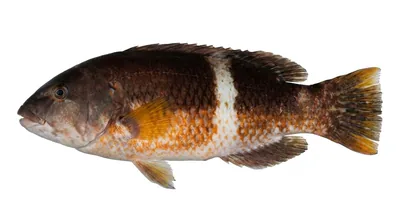 Blue-throated wrasse