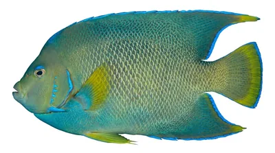 Angelfish