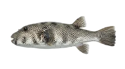 Blackspotted puffer