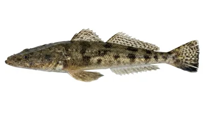 Bartail flathead — Platycephalus indicus