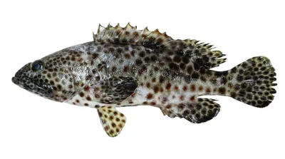 Greasy grouper