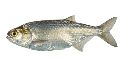 Goldeye
