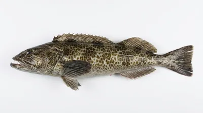 Lingcod