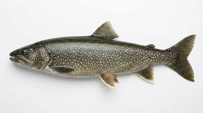 Lake trout