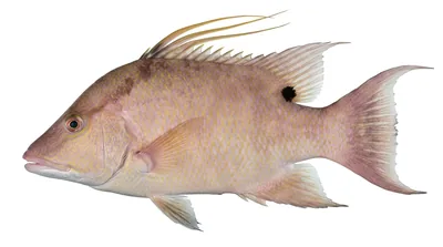 Hogfish