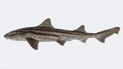 Pyjama shark