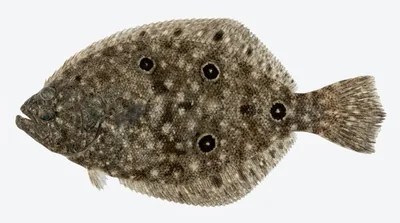 Gulf flounder