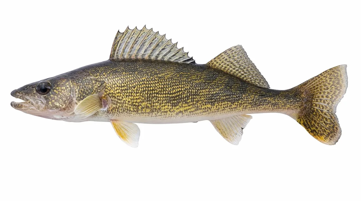 Saugeye — Sander vitreus X Sander canadensis