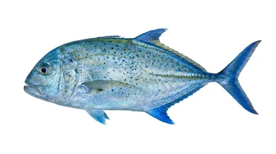 Bluefin trevally