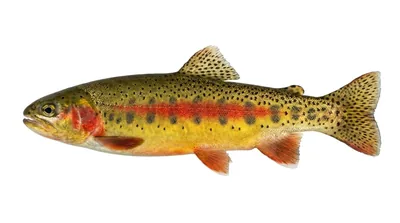 Golden trout