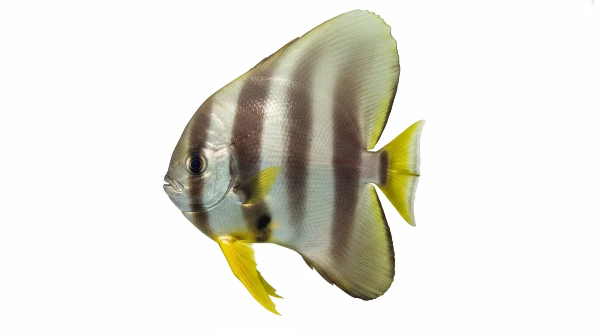 Longfin batfish — Platax teira