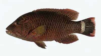 Tripletail wrasse — Cheilinus trilobatus