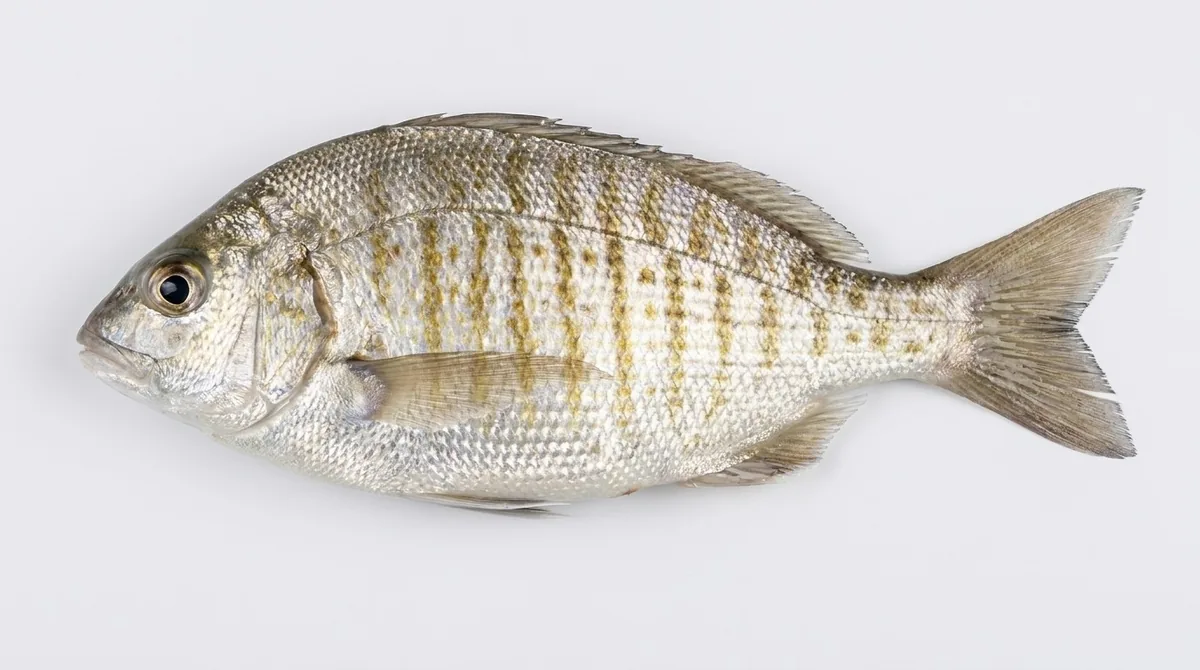 Barred surfperch — Amphistichus argenteus