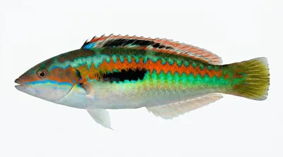 Mediterranean rainbow wrasse