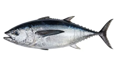 Blackfin tuna