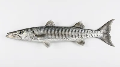 Blackfin barracuda