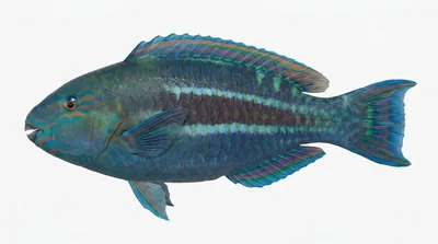 Princess parrotfish