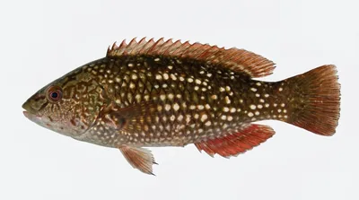Crimson banded wrasse