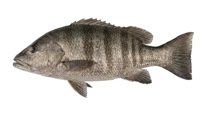Pacific dog snapper