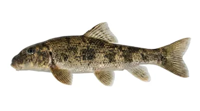 Northern hogsucker