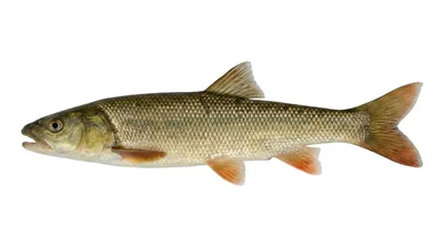 Sacramento pikeminnow