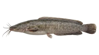 North African catfish