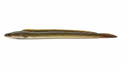 American eel — Anguilla rostrata