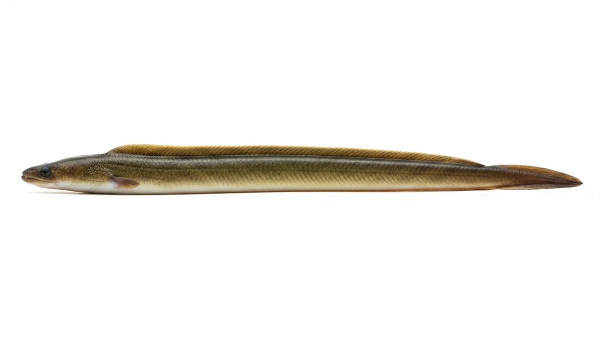 American eel — Anguilla rostrata