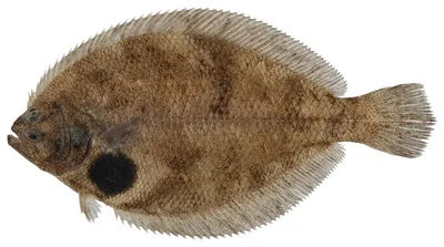 Fringed flounder