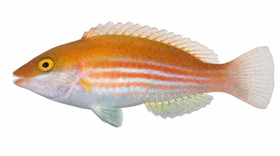 Greenblotch parrotfish