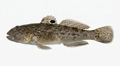 Round goby