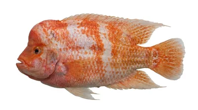 Amphilophus citrinellus